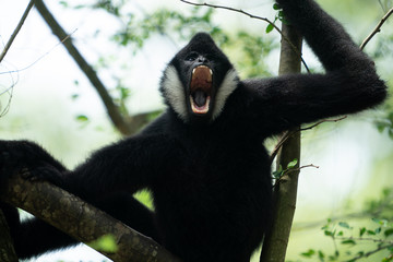 Naklejka premium Monkey up on tree 