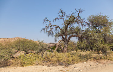 Damaraland, Namibia, a vast semi desert arid region in Namibia.