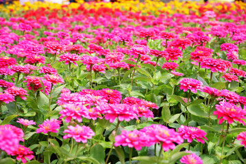 Pink flowers field background