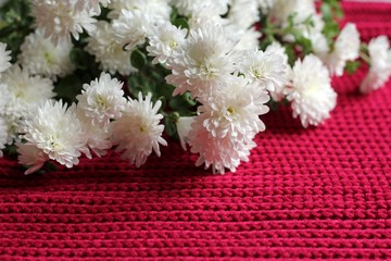 White astera alpine on crimson knitted background with a pattern. Valentines, Mothers, Womens Day and greeting concept. Banner template layout mockup for post blog social media