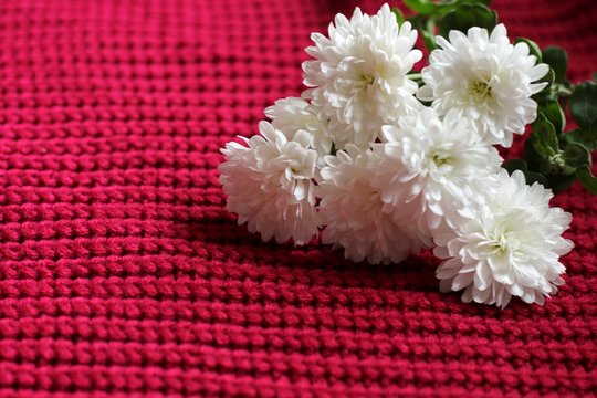 White astera alpine on crimson knitted background with a pattern. Valentines, Mothers, Womens Day and greeting concept. Banner template layout mockup for post blog social media