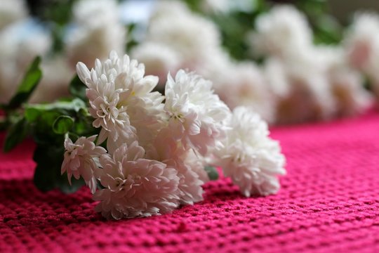 White astera alpine on crimson knitted background with a pattern. Valentines, Mothers, Womens Day and greeting concept. Banner template layout mockup for post blog social media