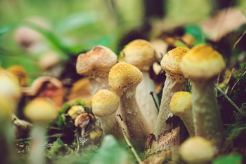 Mushrooms on a stump close-up