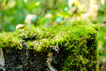 Stump with moss close-up