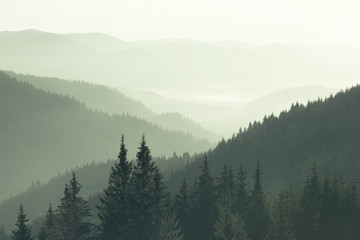 Mountains covered with woods in the early morning mist