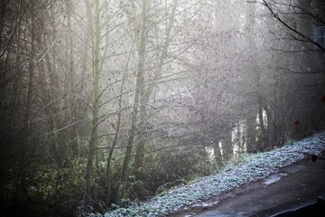 Fototapeta premium An Image of a fog, forest