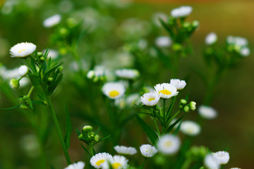 Beautiful white flowers with green trunk as the background at Mon Jam,Chiang Mai,Thailand.