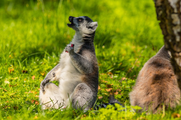 Lemur © Piotr_Kardas