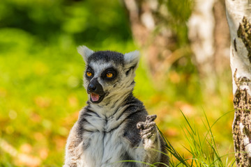 Lemur © Piotr_Kardas