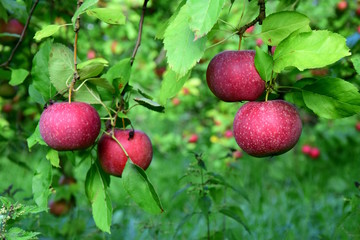 Saftige rote Äpfel auf einem Apfelbaum