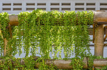 Fototapeta na wymiar Green curtain of decoration plant in bamboo stalk rail bucket.