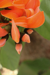 Bastard teak in Thailand