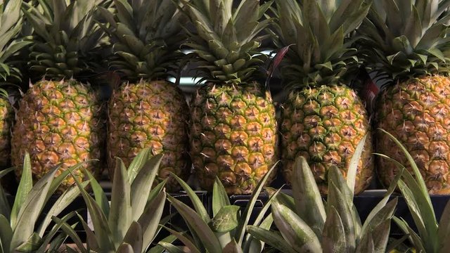Rugged pineapples on the market