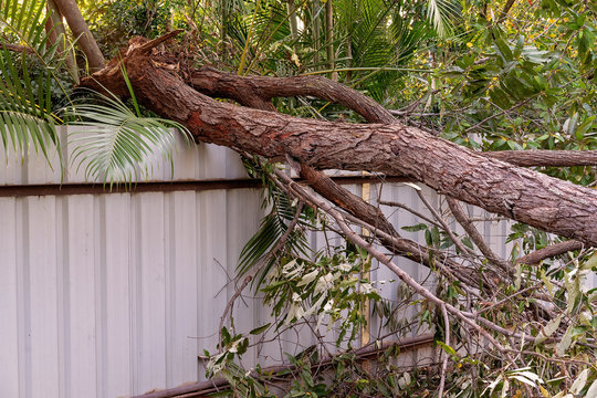 Storm Damaged Tree Fallen On A Fence