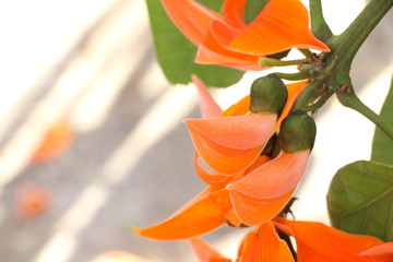 Bastard teak in Thailand