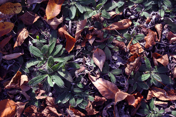 Ash yellow leaves on green grass background