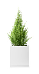 Cypress tree on white background