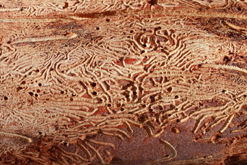 Closeup wormhole in wooden