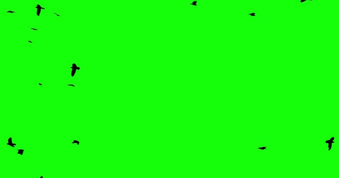 Chroma key birds crow flok in skyes alpha channel bottom view
