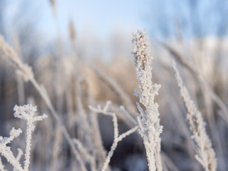 Severe winter frosts