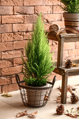 Pot with thuya tree on floor near brick wall