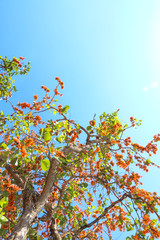 Bastard teak in Thailand