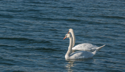 swans on a lake