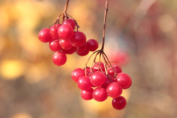 Red viburnum berries on branch in the garden