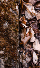 Dried leaf on ground