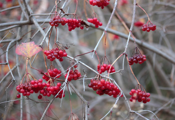 Red viburnum berries on branch in the garden