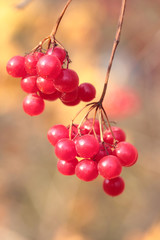 Red viburnum berries on branch in the garden