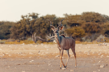 greater kudu Africa safari wildlife and wilderness