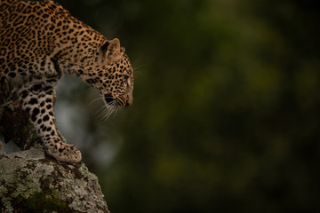 Leopard looks down from lichen-covered tree branch