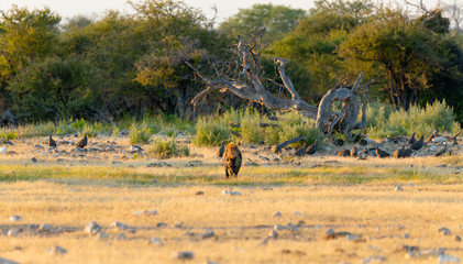 Naklejka premium Spotted hyena, Namibia Africa safari wildlife