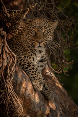 Leopard lying in tree looking at camera
