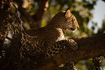 Leopard lying in tree with head raised