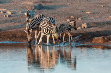 Fototapeta na wymiar zebra reflection in Etosha Namibia wildlife safari
