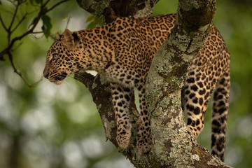 Leopard ready to jump from lichen-covered branch