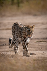 Leopard seen through grass walking toward camera