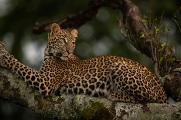 Fototapeta na wymiar Leopard lying on lichen-covered branch looks back