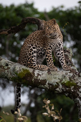 Leopard sitting on branch covered with lichen