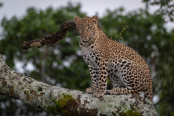 Leopard sitting on branch covered in lichen
