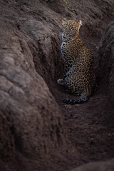 Fototapeta na wymiar Leopard sitting in earth ditch facing camera