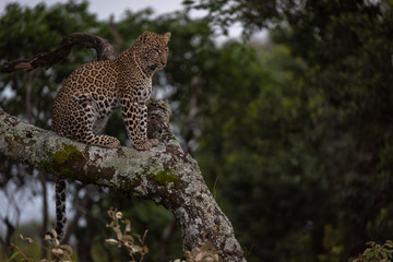 Leopard sitting on lichen-covered branch looks down