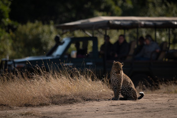 Leopard sitting watched by photographers in truck © Nick Dale