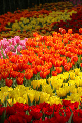 Tulips in Thailand