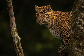 Leopard standing in tree stares between branches