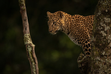 Leopard stands in tree staring between branches