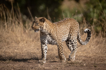Fototapeta na wymiar Leopard walks on sandy ground in savannah