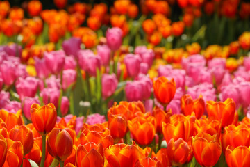 Tulips in Thailand